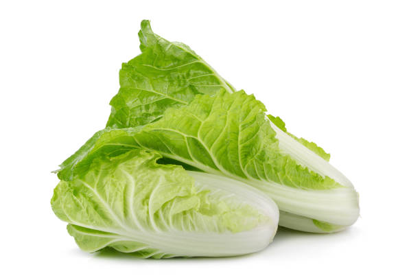 Cabbage / 高丽菜