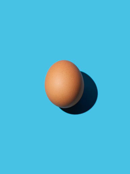 Egg / 鸡蛋
