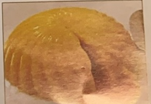 54. 芒果布甸 Mango Budding