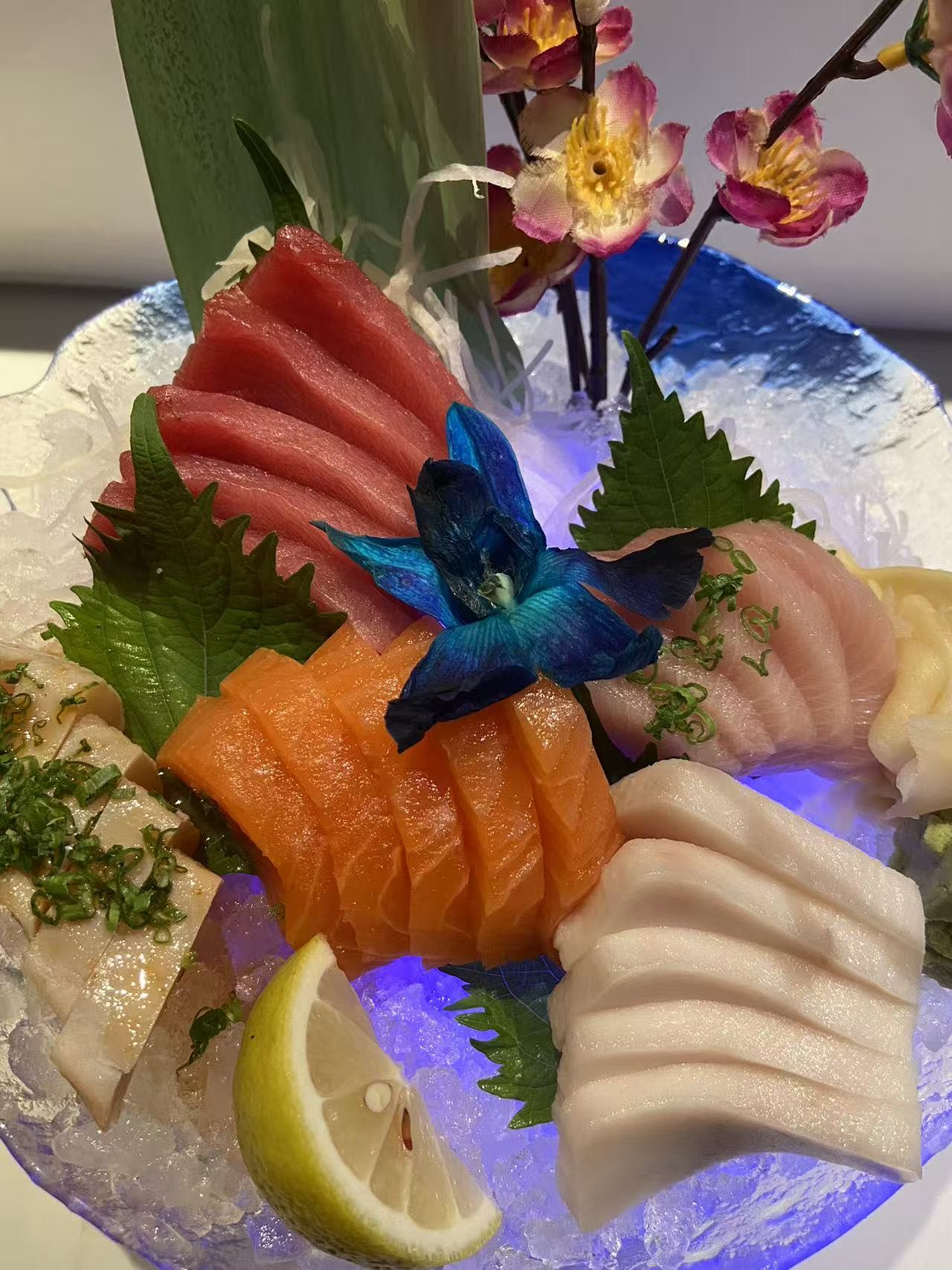 Sashimi Regular